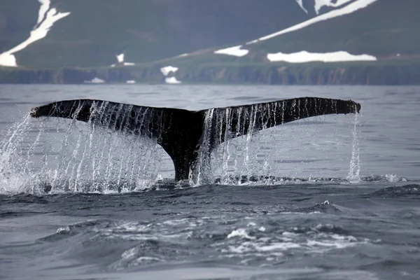 Bultrug walvis de staart — Stockfoto