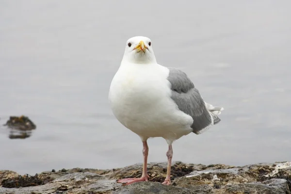 Seagull ziet er — Stockfoto