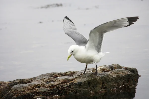 Seagull probeert zijn vleugels — Stockfoto