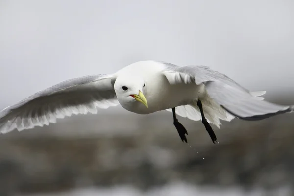 Busca de gaivotas — Fotografia de Stock