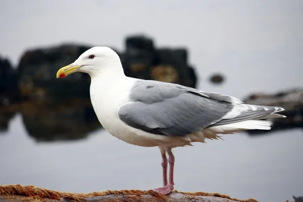 Seagull staande — Stockfoto