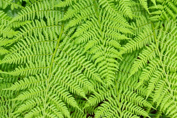 シダの葉 — ストック写真
