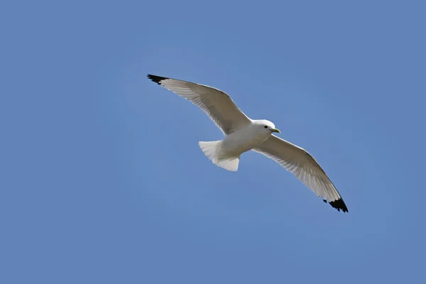 Voo de gaivota do mar — Fotografia de Stock