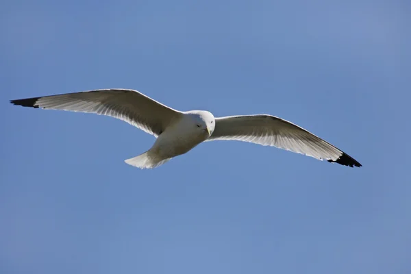 Sea-gull flying — Stock Photo, Image