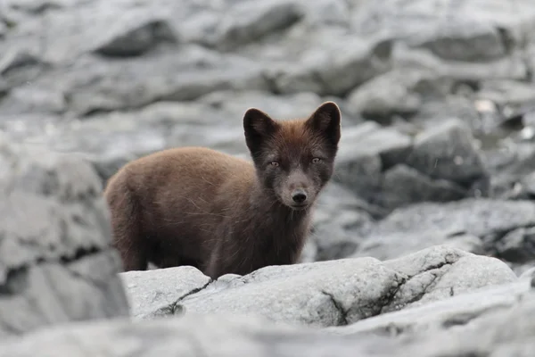 stock image Arctic fox of the Commander Islands