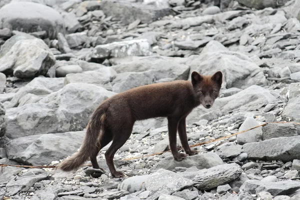 Polar fox Komutan Adaları