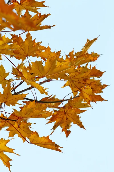 akçaağaç yaprakları gökyüzü