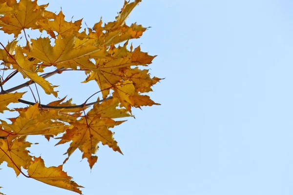 akçaağaç yaprakları gökyüzü