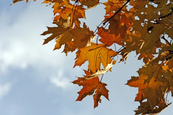 akçaağaç brunchlar mavi gökyüzü