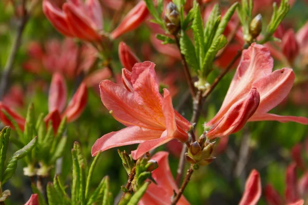 stock image Gentle rhododendron