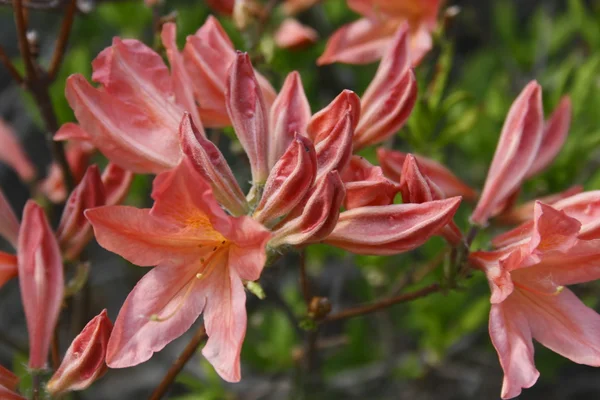 stock image Pinky rhododendron