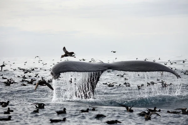 Ουρά του humpback φάλαινα Royalty Free Φωτογραφίες Αρχείου