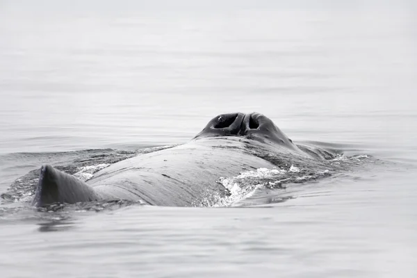 향유 고래의 블 로우 홀 스톡 사진