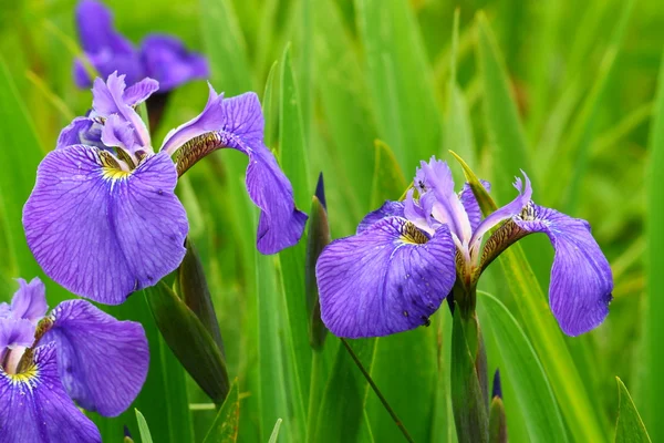 Colorful irises Stock Photo