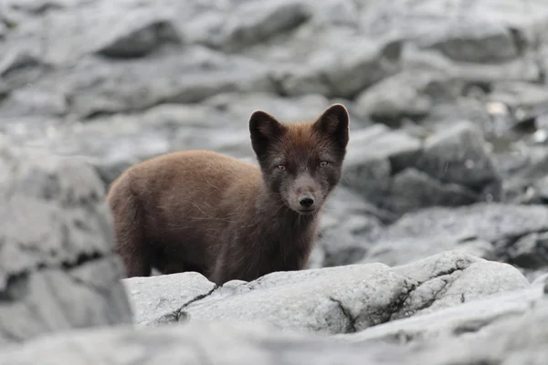 Arctic fox Komandorské ostrovy Stock Obrázky