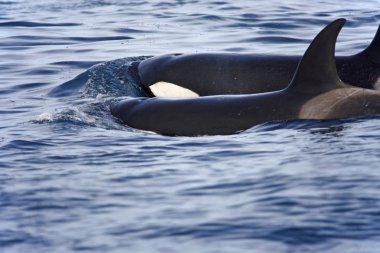 Transient orcas clipart