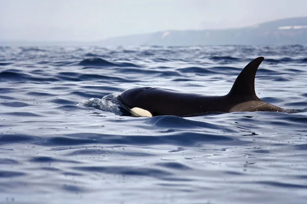 Transient orca — Stock Photo, Image