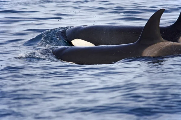 Orcas transitorias —  Fotos de Stock