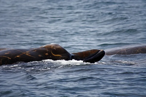 贝尔德突吻鲸的头 — 图库照片