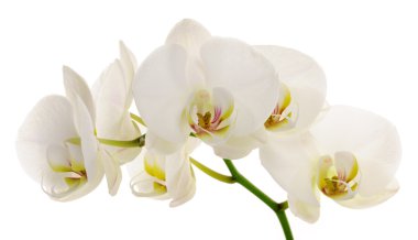 White orchid clipart