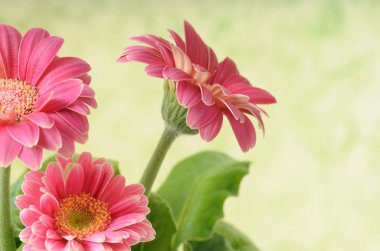 gerbera demet