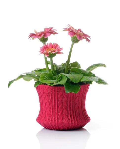 Pot with gerbera — Stock Photo, Image