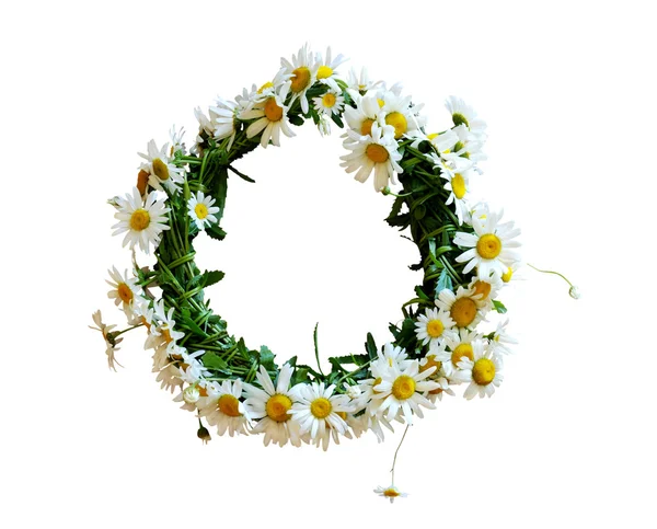 Daisies wreath — Stock Photo, Image