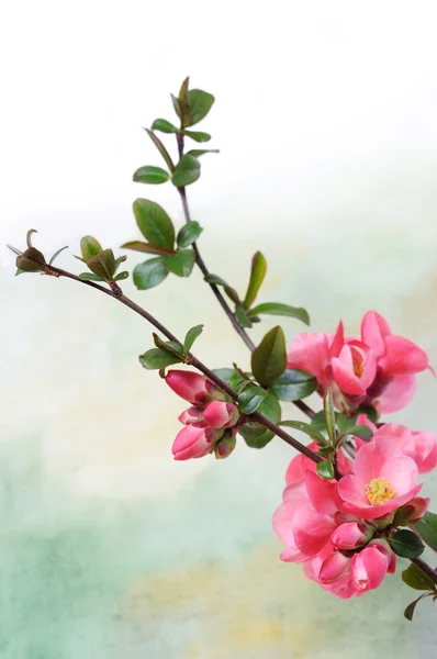 Větve květin — Stock fotografie