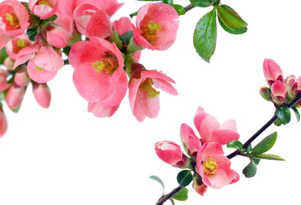 stock image Pink flowers