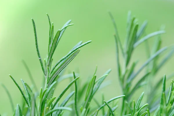 Rosemary — Stock Photo, Image