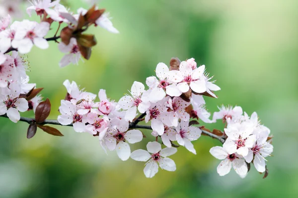 Сливовые цветы — стоковое фото