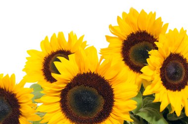 Sunflowers clipart