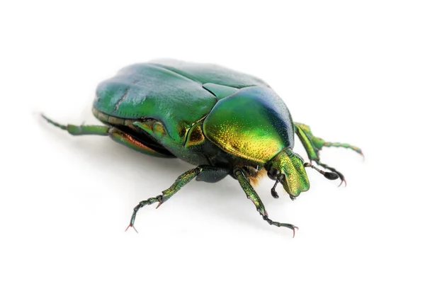 stock image Green beetle