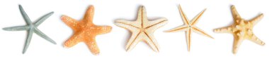 Seastars clipart