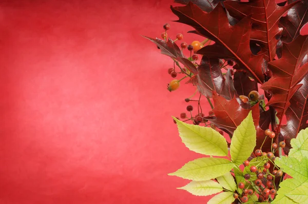 Rosso sfondo autunnale — Foto Stock