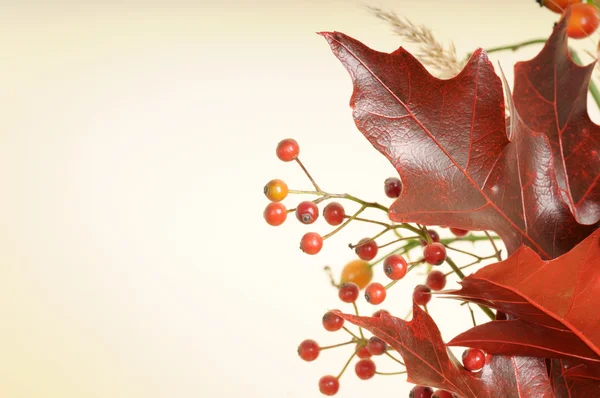 Czerwone kolory jesieni — Zdjęcie stockowe