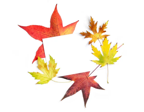 Autumnal frame — Stock Photo, Image
