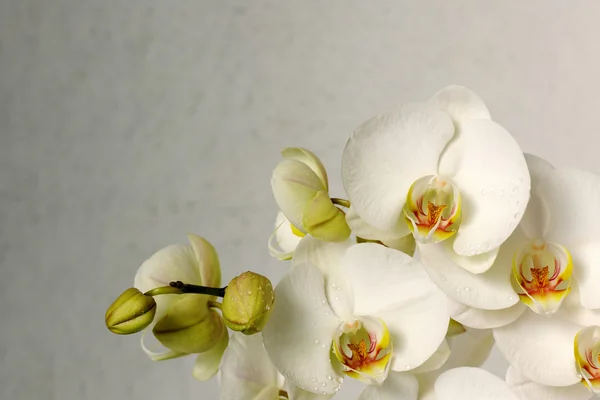 Красивые орхидеи — стоковое фото