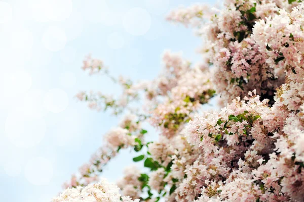 봄 — 스톡 사진