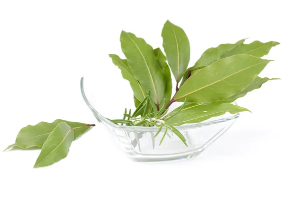 Herbs close up — Stock Photo, Image