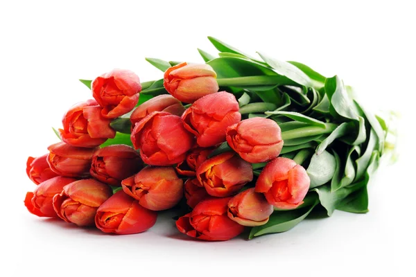 stock image Red tulips