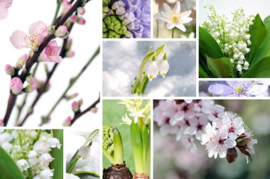 Spring flowers clipart