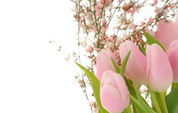 ดอกไม้ฤดูใบไม้ผลิ — ภาพถ่ายสต็อก