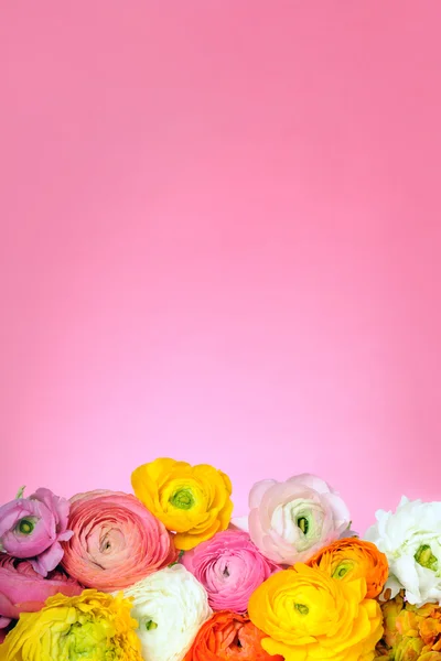 ดอกไม้ที่สวยงาม — ภาพถ่ายสต็อก
