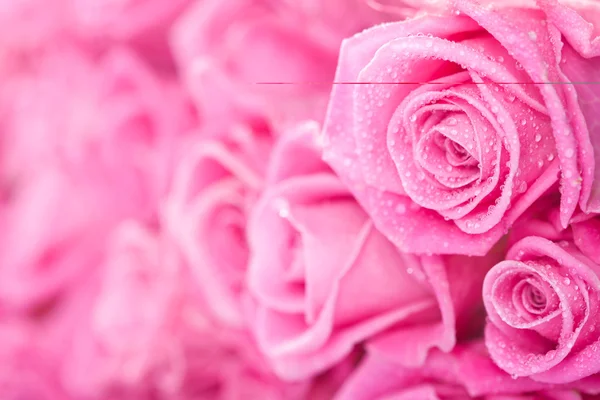粉红玫瑰 — 图库照片