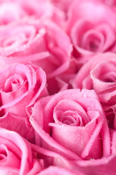 핑크 장미 — 스톡 사진
