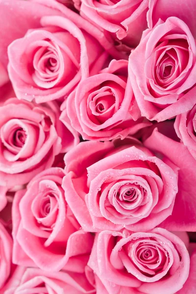 Pink roses Royalty Free Stock Photos