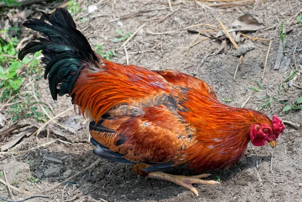 Digging cock rooster — Stock Photo, Image