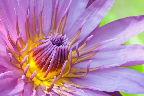 Waterlily Closeup — Stock Photo, Image
