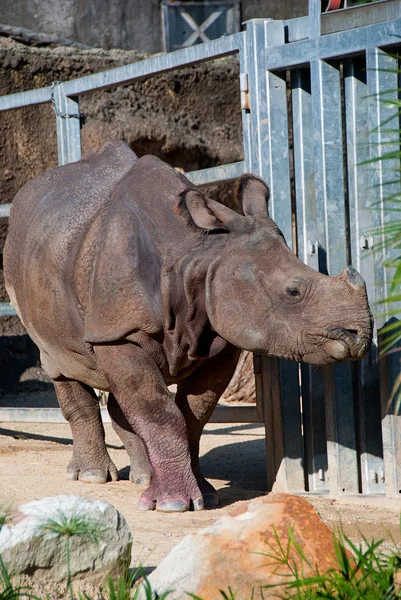 stock image Hornless Rhino